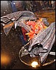 IMG_9584.JPG