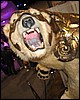 IMG_0098.JPG
