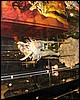 IMG_0292.JPG