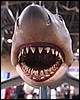 IMG_5486.JPG